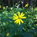 Sheltowee Trace, Red River Gorge